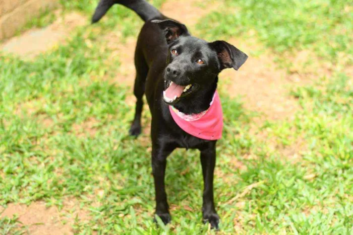 Cachorro raça Srd idade 1 ano nome Miucha