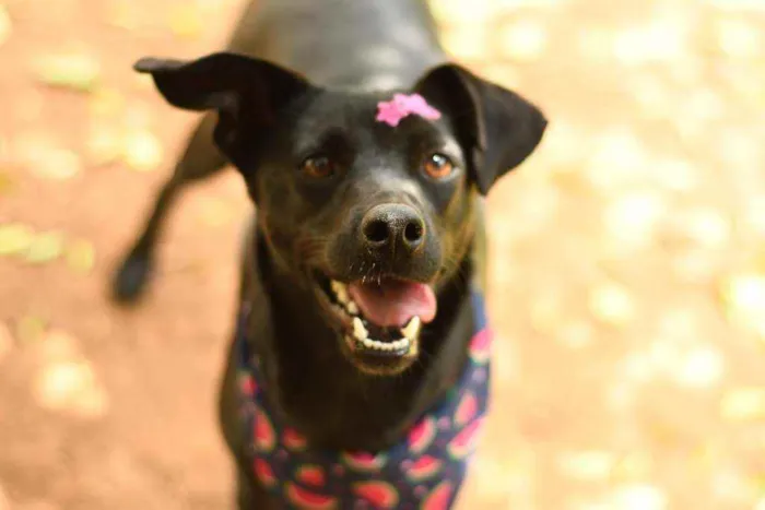 Cachorro raça Srd idade 1 ano nome Miucha