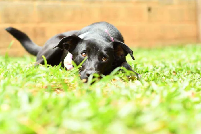 Cachorro raça Srd idade 1 ano nome Miucha