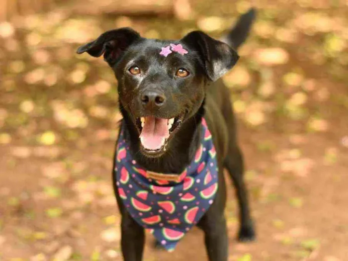 Cachorro raça Srd idade 1 ano nome Miucha
