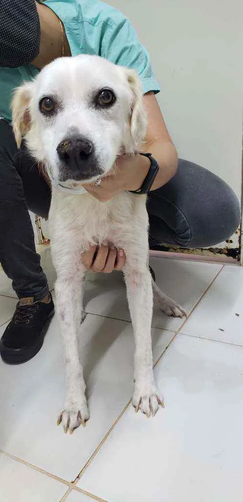 Cachorro ra a Sem Raça Definida idade 6 ou mais anos nome Karambola