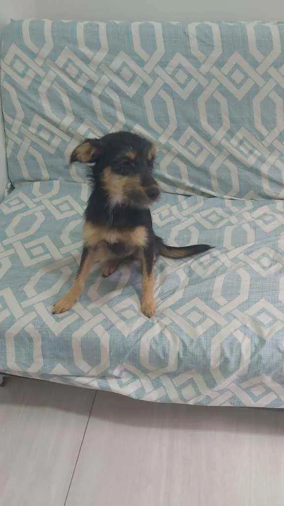 Cachorro ra a SRD idade 7 a 11 meses nome SEM NOME