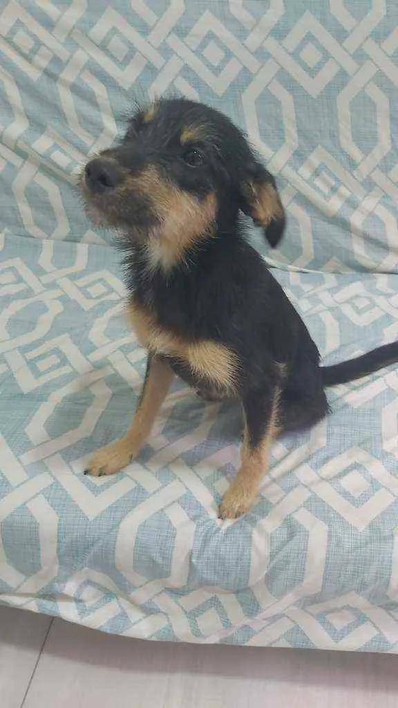 Cachorro ra a SRD idade 7 a 11 meses nome SEM NOME