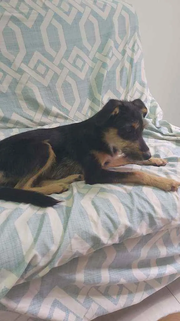 Cachorro ra a SRD idade 7 a 11 meses nome SEM NOME