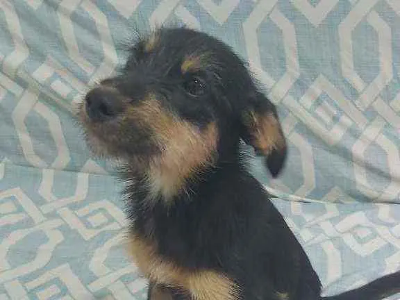 Cachorro ra a SRD idade 7 a 11 meses nome SEM NOME