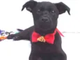 Sem Nome 2 Macho