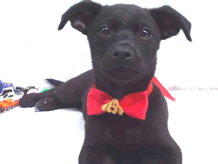 Cachorro ra a SRD idade 2 a 6 meses nome Sem Nome 2 Macho