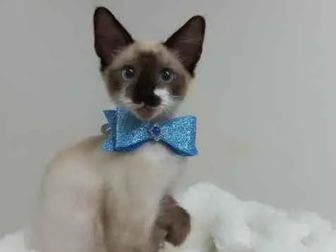 Gato raça Srd idade 2 a 6 meses nome Spock