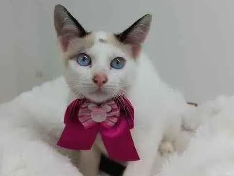 Gato raça Srd idade 2 a 6 meses nome Crystal