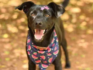 Cachorro raça Srd idade 1 ano nome Miucha