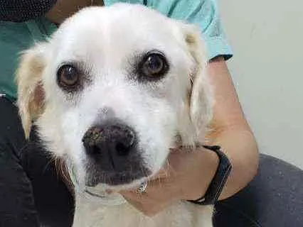 Cachorro ra a Sem Raça Definida idade 6 ou mais anos nome Karambola