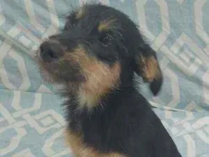 Cachorro raça SRD idade 7 a 11 meses nome SEM NOME