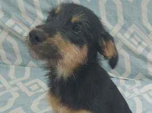 Cachorro ra a SRD idade 7 a 11 meses nome SEM NOME