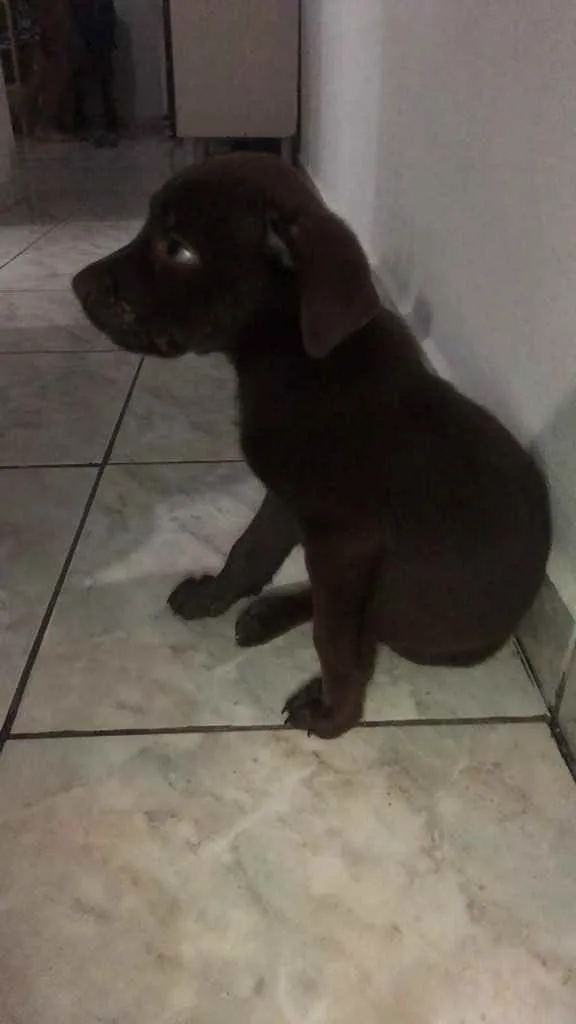 Cachorro ra a Vira Lata/Labrador  idade 2 a 6 meses nome Thor