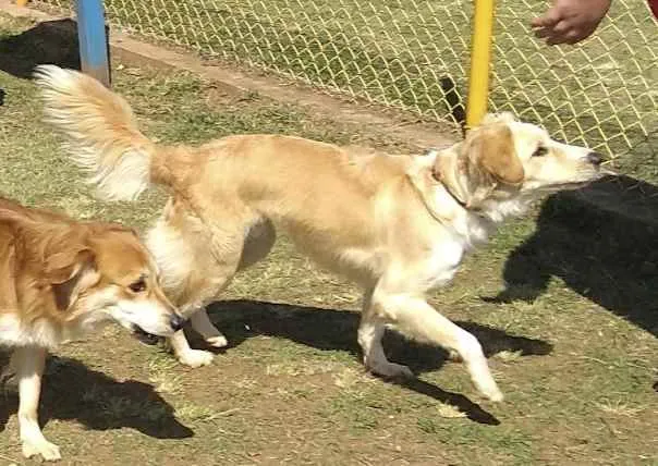 Cachorro ra a RND - MISTURA DE GOLD COM VIRA idade 4 anos nome JOAO