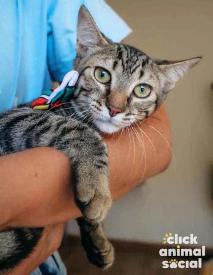 Gato ra a SRD idade 2 a 6 meses nome Ralph