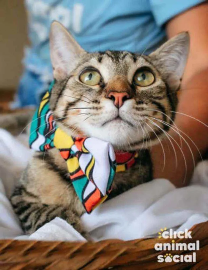 Gato ra a SRD idade 2 a 6 meses nome Ralph