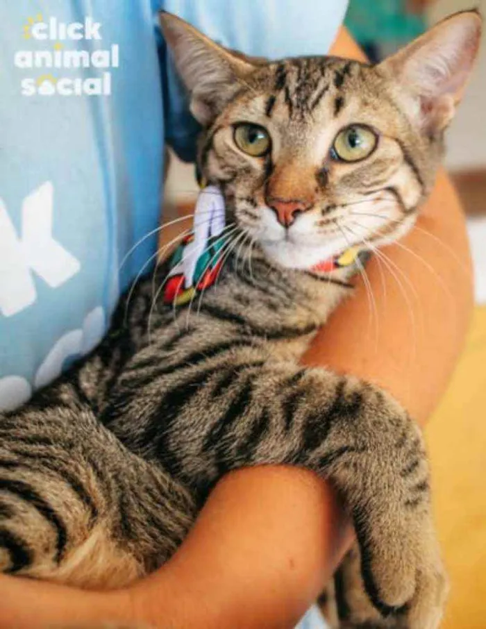 Gato ra a SRD idade 2 a 6 meses nome Ralph