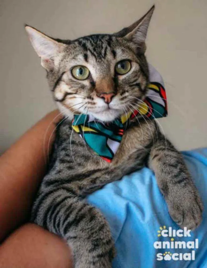 Gato ra a SRD idade 2 a 6 meses nome Ralph