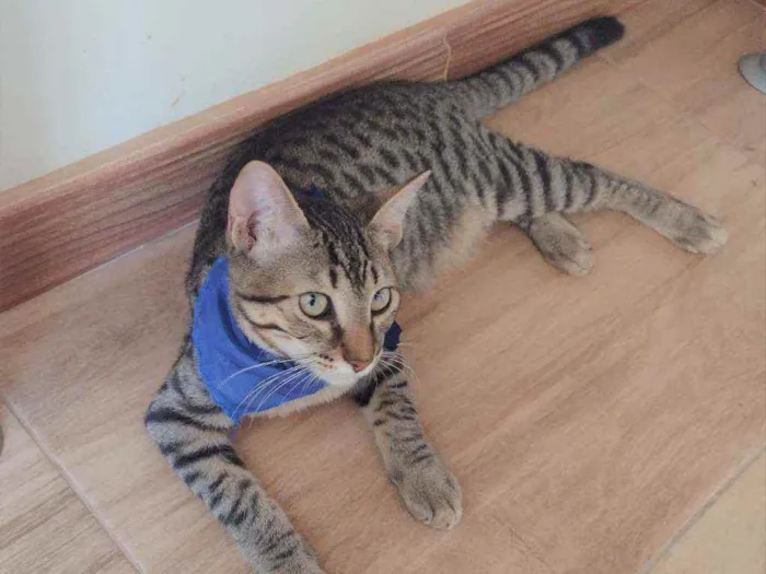 Gato ra a SRD idade 2 a 6 meses nome Ralph
