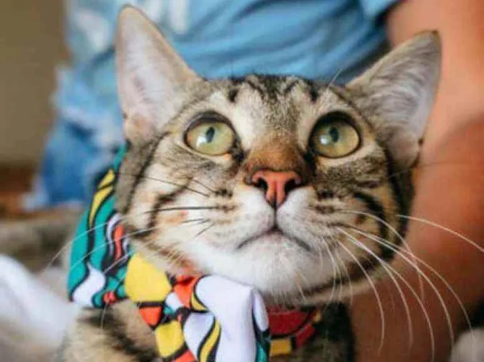 Gato ra a SRD idade 2 a 6 meses nome Ralph