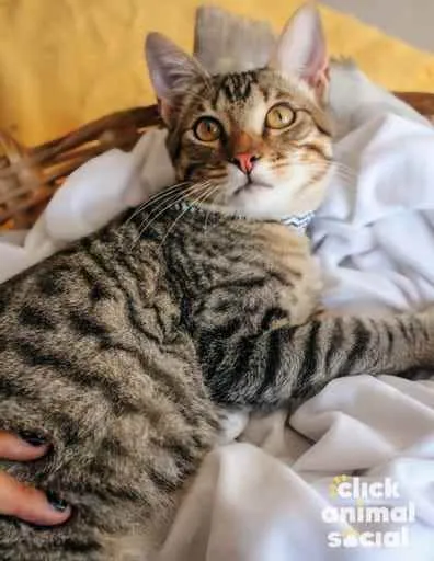 Gato ra a SRD idade 2 a 6 meses nome Ryan