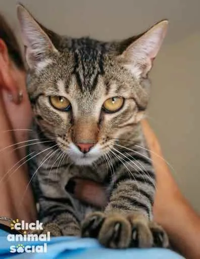 Gato ra a SRD idade 2 a 6 meses nome Ryan
