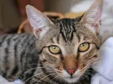 Gato ra a SRD idade 2 a 6 meses nome Ryan