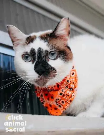 Gato ra a SRD idade 1 ano nome Paola