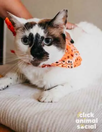 Gato ra a SRD idade 1 ano nome Paola