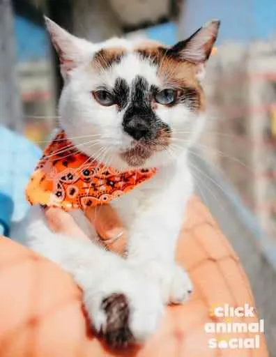 Gato ra a SRD idade 1 ano nome Paola
