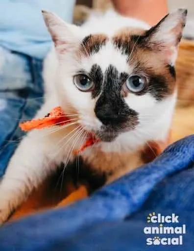 Gato ra a SRD idade 1 ano nome Paola