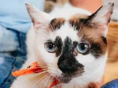 Gato ra a SRD idade 1 ano nome Paola