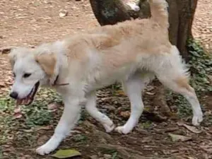 Cachorro raça RND - MISTURA DE GOLD COM VIRA idade 4 anos nome JOAO
