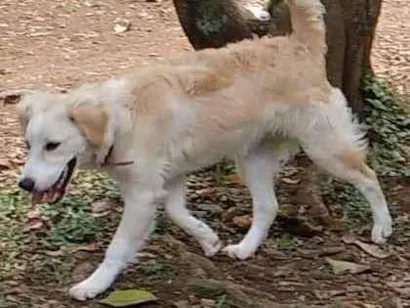 Cachorro raça RND - MISTURA DE GOLD COM VIRA idade 4 anos nome JOAO