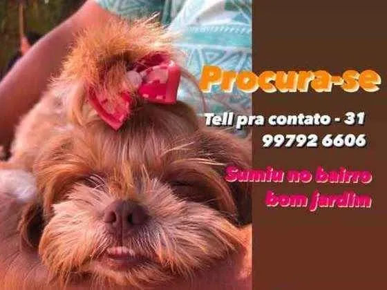 Cachorro ra a Ilhasa apso idade 3 anos nome Nina