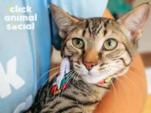 Gato raça SRD idade 2 a 6 meses nome Ralph