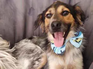 Cachorro raça SRD idade 1 ano nome Bruce