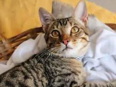 Gato ra a SRD idade 2 a 6 meses nome Ryan
