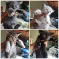 Lindos animais para 