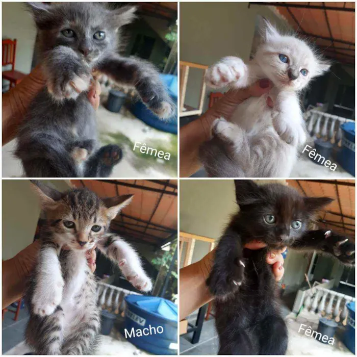 Gato ra a SRD idade Abaixo de 2 meses nome Lindos animais para 