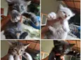 Lindos animais para 