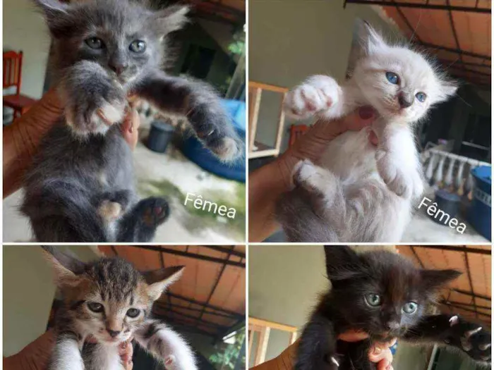Gato ra a SRD idade Abaixo de 2 meses nome Lindos animais para 