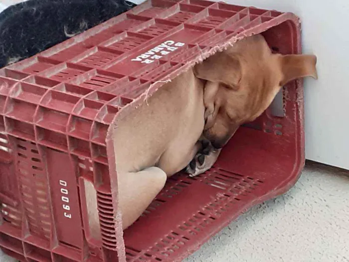 Cachorro ra a Desconhecida idade 1 ano nome Luci