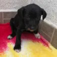 Cachorro raça SRD  idade Abaixo de 2 meses nome Sem nome