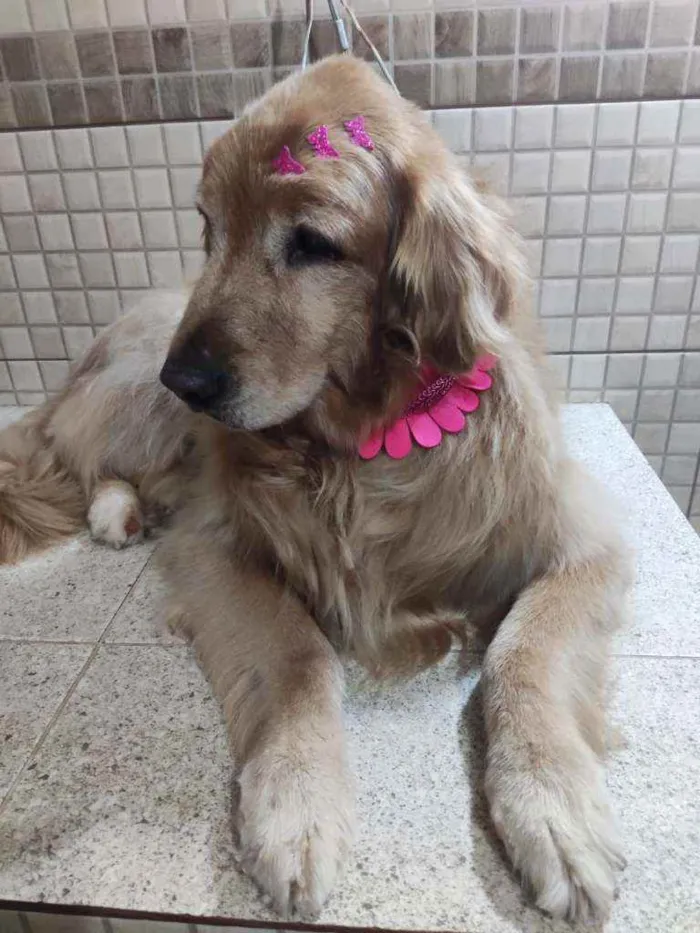 Cachorro ra a Golden retriever  idade 6 ou mais anos nome Mia e Anita 