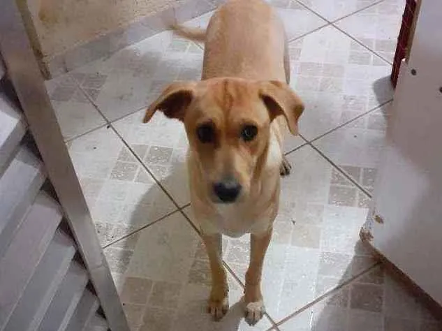 Cachorro ra a Desconhecida idade 1 ano nome Luci