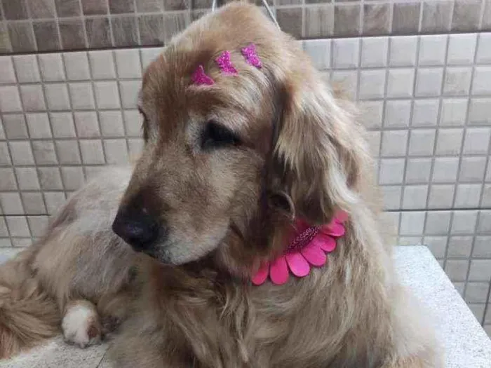 Cachorro ra a Golden retriever  idade 6 ou mais anos nome Mia e Anita 