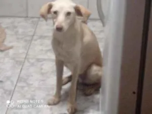 Cachorro raça SRD idade 1 ano nome Ulisses