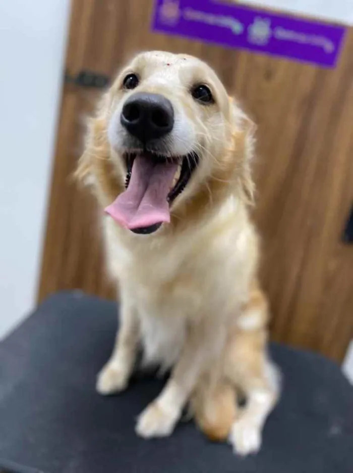 Cachorro ra a Golden Retriever  idade 5 anos nome Mel